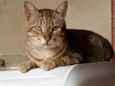 Leãozinho