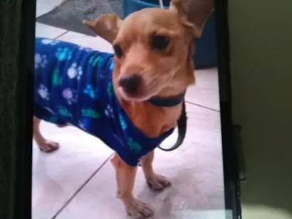 Cachorro raça Pinscher idade 6 ou mais anos nome BELO