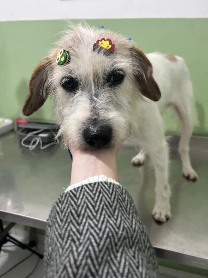 Cachorro raça SRD-ViraLata idade 3 anos nome Fubá 