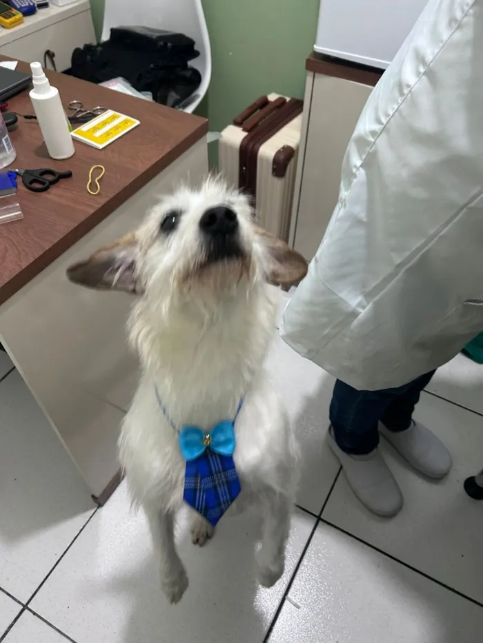 Cachorro raça SRD-ViraLata idade 3 anos nome Fubá 