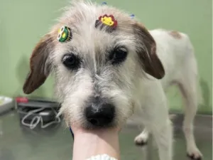 Cachorro raça SRD-ViraLata idade 3 anos nome Fubá 