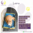 Loiro