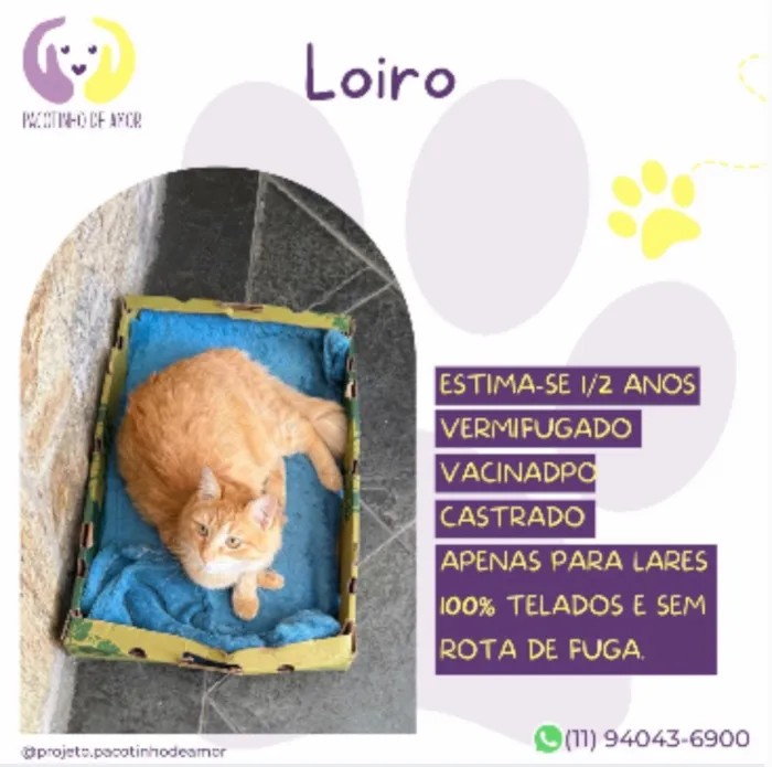 Gato raça SRD-ViraLata idade 1 ano nome Loiro