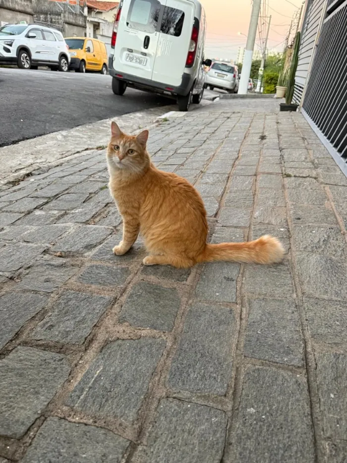 Gato raça SRD-ViraLata idade 1 ano nome Loiro