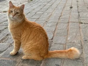 Gato raça SRD-ViraLata idade 1 ano nome Loiro