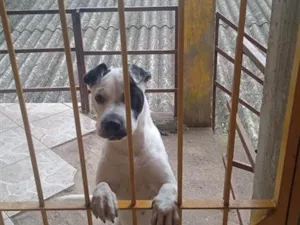 Cachorro raça Pit-Bull idade 1 ano nome Bob