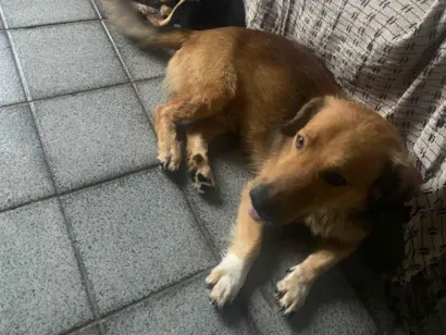 Cachorro raça SRD-ViraLata idade 2 a 6 meses nome Pérola