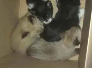 Gato raça SRD-ViraLata idade 2 a 6 meses nome Gatos