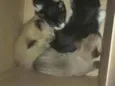 Gatos