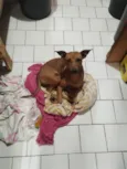 Laila
