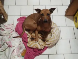 Cachorro raça SRD-ViraLata idade 7 a 11 meses nome Laila