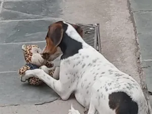 Cachorro raça Perdigueiro idade 7 a 11 meses nome nayla
