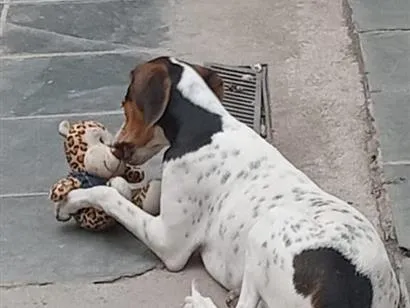 Cachorro raça Perdigueiro idade 7 a 11 meses nome nayla