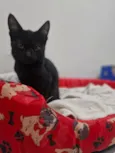 Bruce