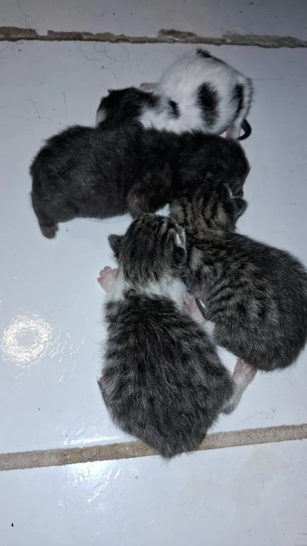 Gato raça SRD-ViraLata idade Abaixo de 2 meses nome filhotes