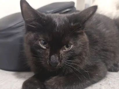Gato raça SRD-ViraLata idade 2 a 6 meses nome Suga 