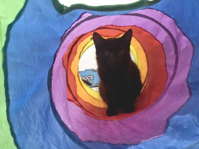Gato raça SRD-ViraLata idade 2 a 6 meses nome Suga 