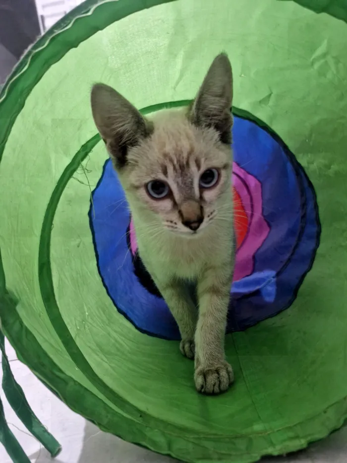 Gato raça SRD-ViraLata idade 2 a 6 meses nome Jin