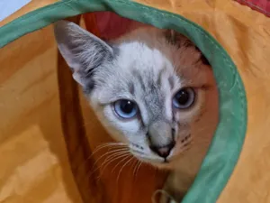 Gato raça SRD-ViraLata idade 2 a 6 meses nome Jin