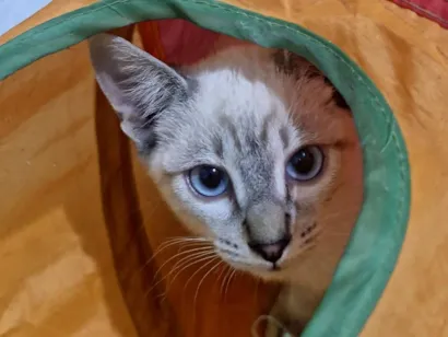 Gato raça SRD-ViraLata idade 2 a 6 meses nome Jin
