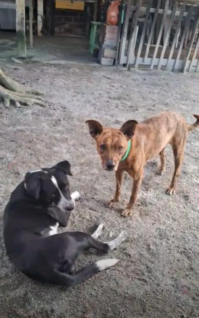 Cachorro raça SRD-ViraLata idade 2 anos nome Scorpion e Bob