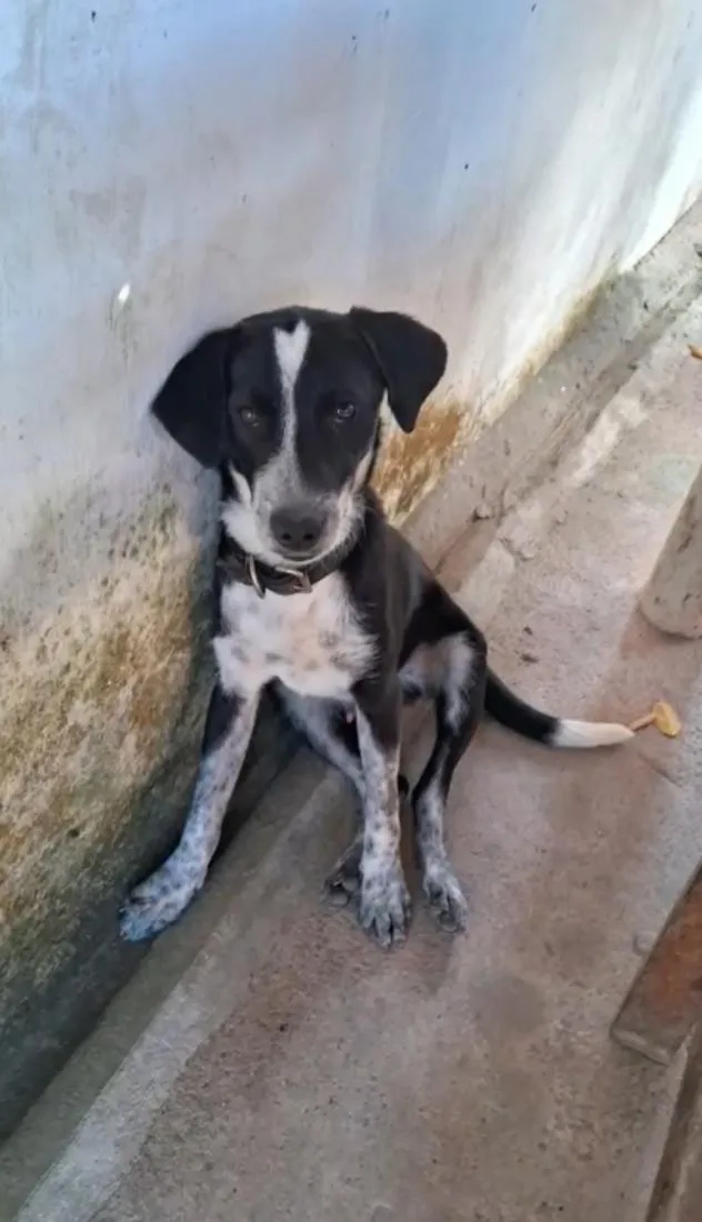 Cachorro raça SRD-ViraLata idade 2 anos nome Scorpion e Bob