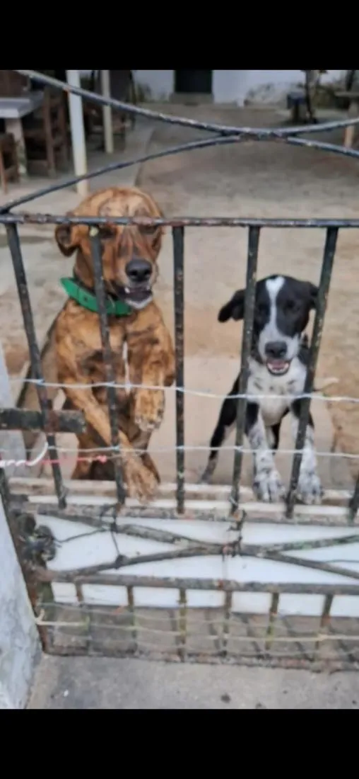 Cachorro raça SRD-ViraLata idade 2 anos nome Scorpion e Bob