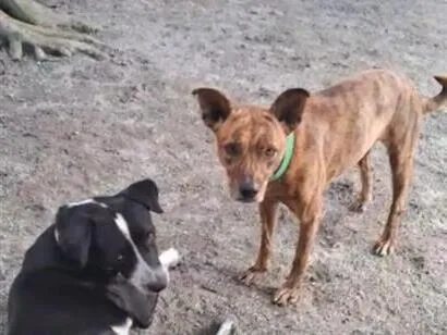 Cachorro raça SRD-ViraLata idade 2 anos nome Scorpion e Bob