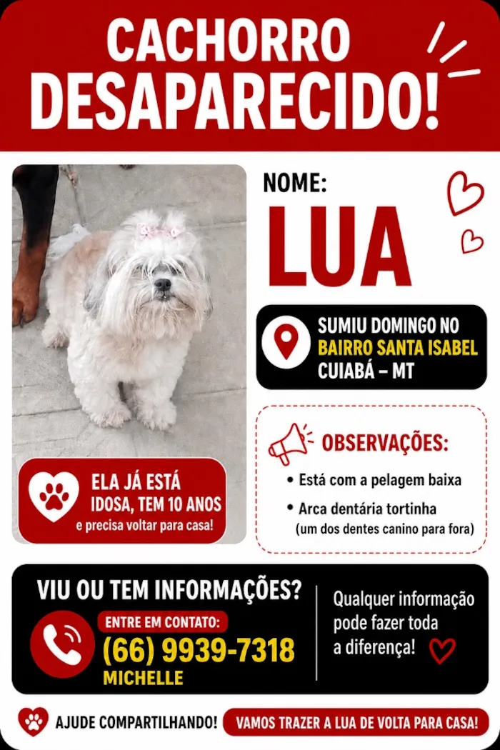 Cachorro raça Shitzu idade 6 ou mais anos nome Lua