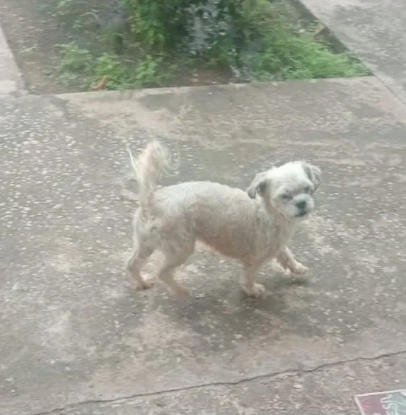 Cachorro raça Shitzu idade 6 ou mais anos nome Lua