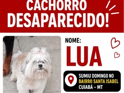Cachorro raça Shitzu idade 6 ou mais anos nome Lua