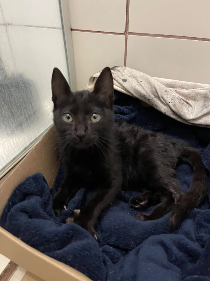 Gato raça SRD-ViraLata idade 2 a 6 meses nome Sem nome 