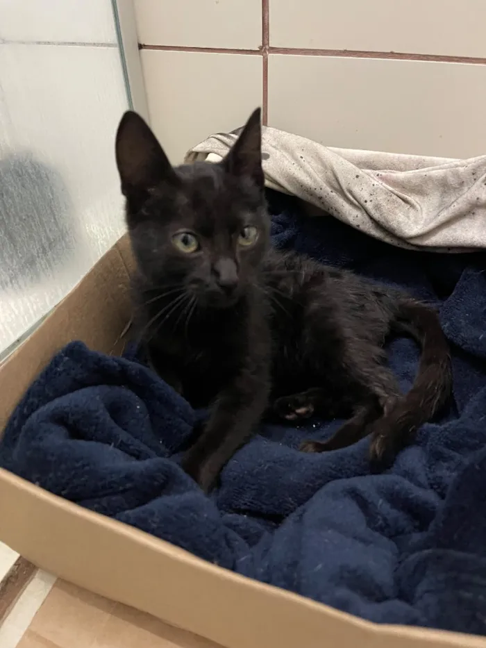 Gato raça SRD-ViraLata idade 2 a 6 meses nome Sem nome 