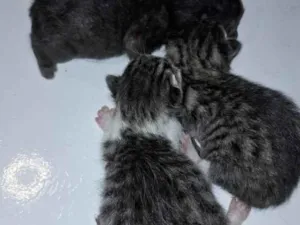 Gato raça SRD-ViraLata idade Abaixo de 2 meses nome filhotes