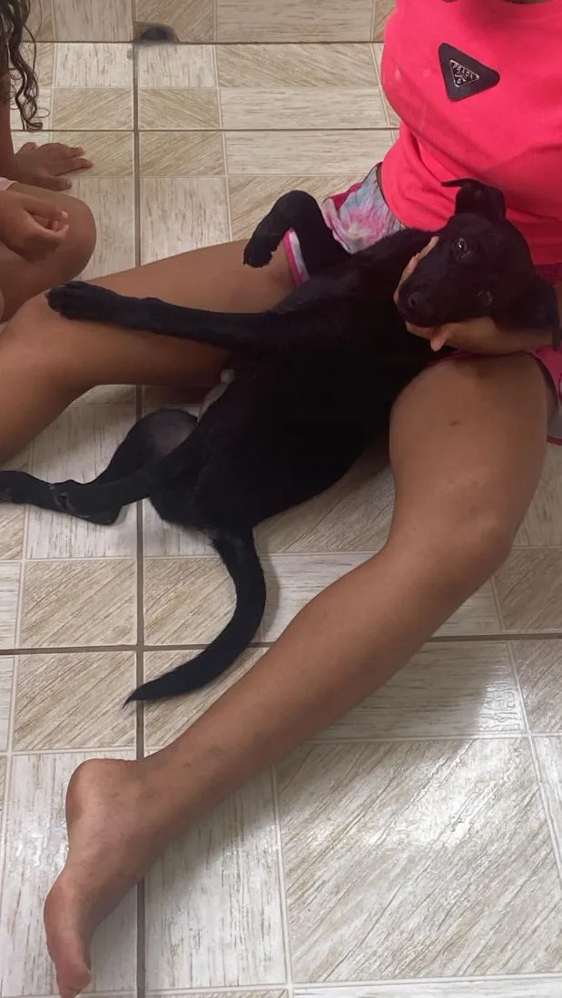 Cachorro raça SRD-ViraLata idade 2 a 6 meses nome Mavi