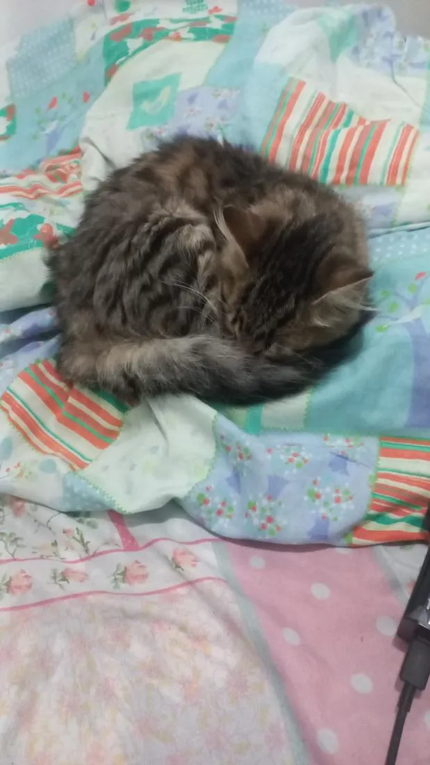 Gato raça SRD-ViraLata idade Abaixo de 2 meses nome não tem