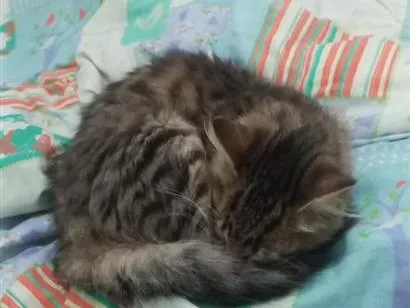 Gato raça SRD-ViraLata idade Abaixo de 2 meses nome não tem