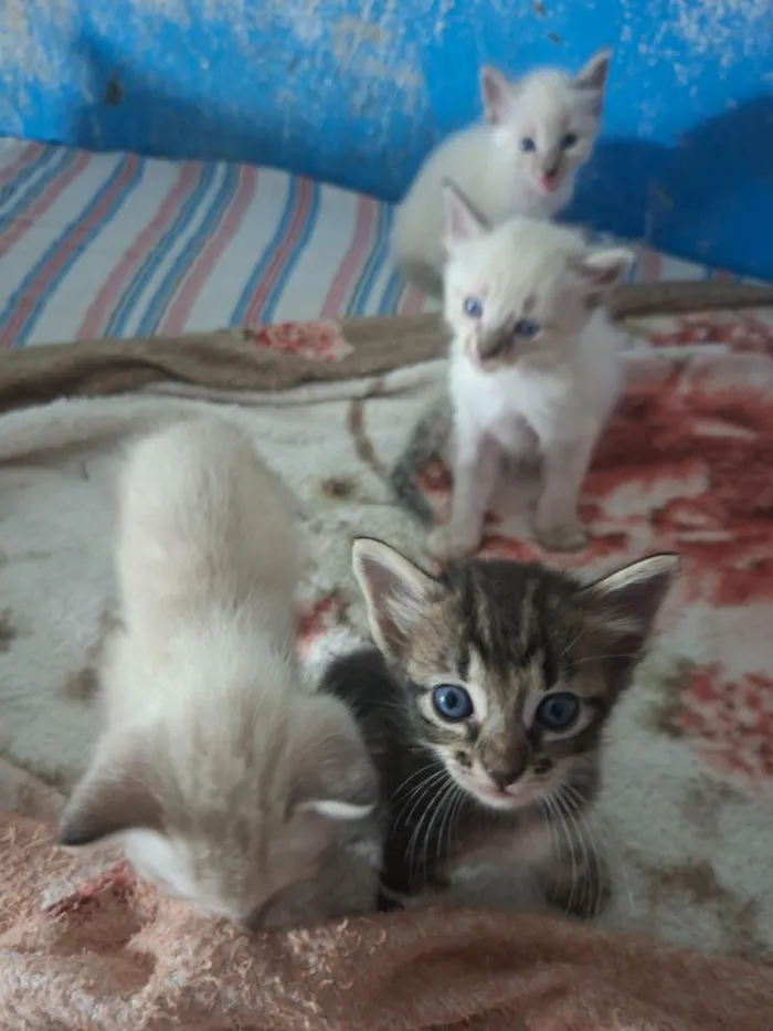 Gato raça SRD-ViraLata idade Abaixo de 2 meses nome sem nome