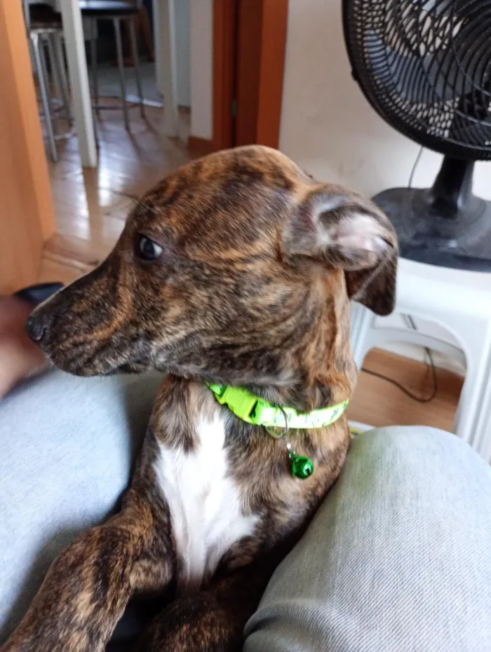 Cachorro raça Pit-Bull idade 7 a 11 meses nome Nina 