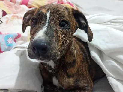 Cachorro raça Pit-Bull idade 7 a 11 meses nome Nina 