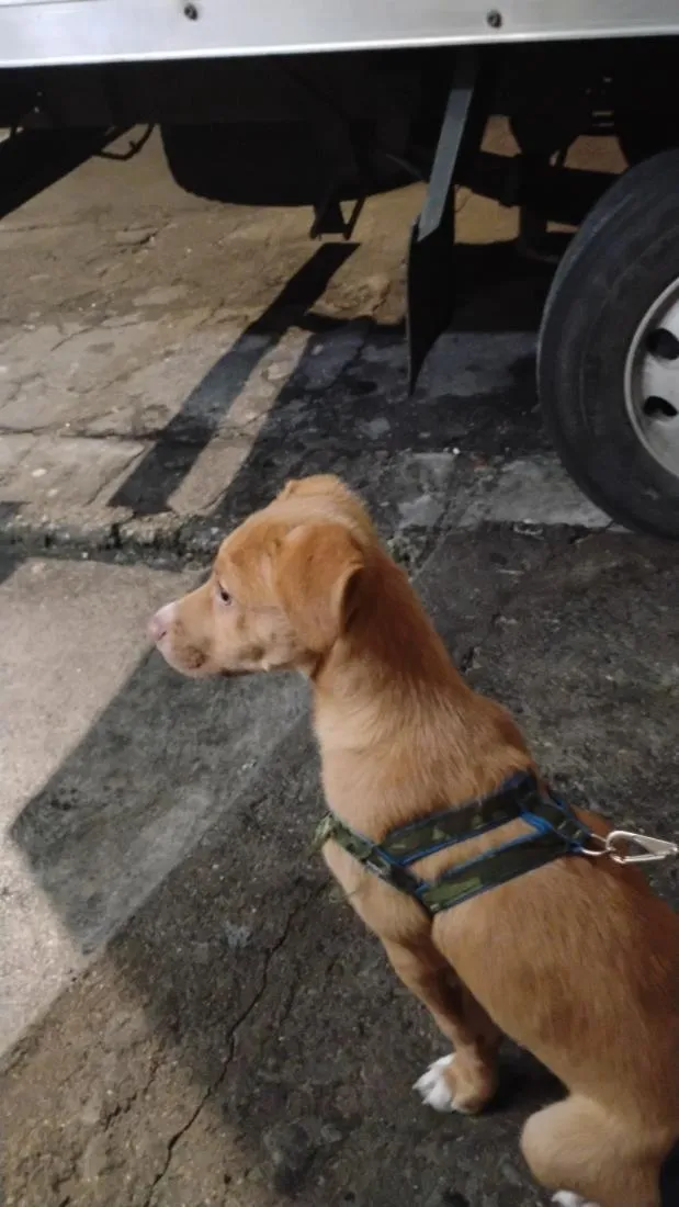 Cachorro raça SRD-ViraLata idade 2 a 6 meses nome Dawn 