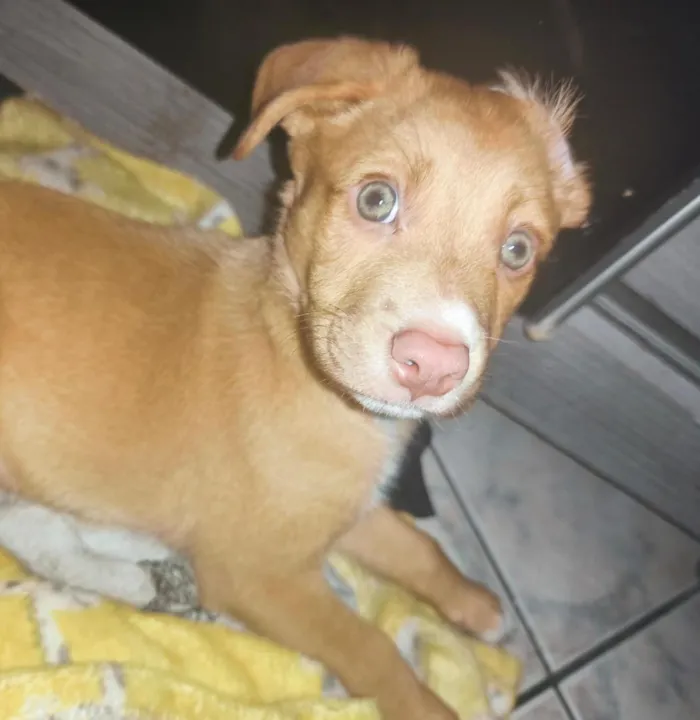 Cachorro raça SRD-ViraLata idade 2 a 6 meses nome Dawn 