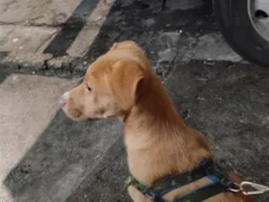 Cachorro raça SRD-ViraLata idade 2 a 6 meses nome Dawn 