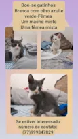 Milo,mabel, meibor 