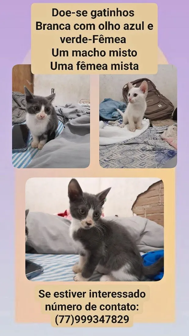 Gato raça SRD-ViraLata idade Abaixo de 2 meses nome Milo,mabel, meibor 