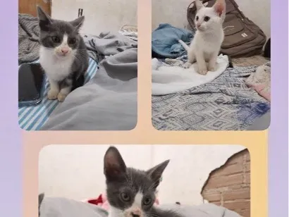 Gato raça SRD-ViraLata idade Abaixo de 2 meses nome Milo,mabel, meibor 