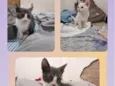 Milo,mabel, meibor