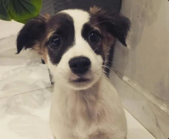 Cachorro raça SRD-ViraLata idade 2 a 6 meses nome Billy