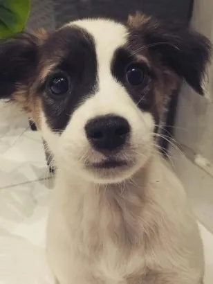 Cachorro raça SRD-ViraLata idade 2 a 6 meses nome Billy