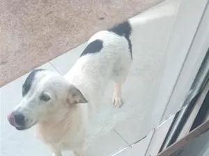 Cachorro raça SRD-ViraLata idade 1 ano nome cão